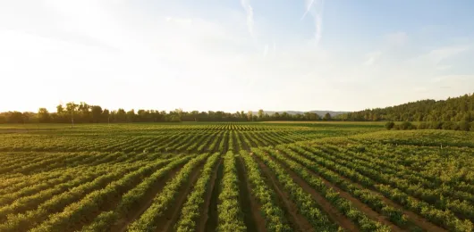 Agriculture Labor