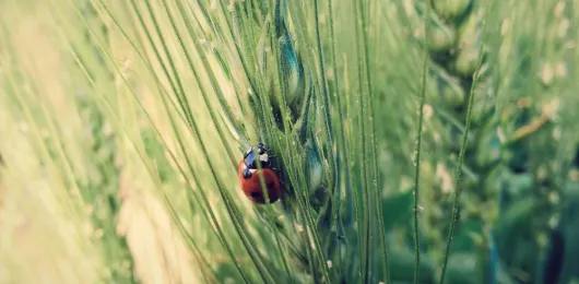 Insect