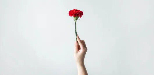 Red Carnation - Chay Tessari